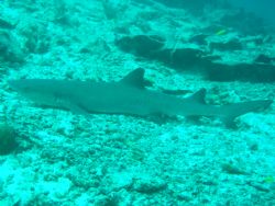 Shark at rest, taken at Sipadan, East Malaysia with a Can... by Dennis Siau 